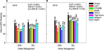 Natural Genotypic Variation Underpins Root System Response to Drought Stress in Bambara Groundnut [Vigna subterranea (L.) Verdc.]